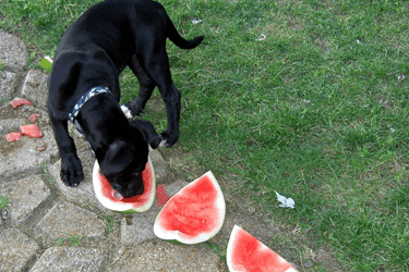 Alimentación del cachorro de Labrador Retriever