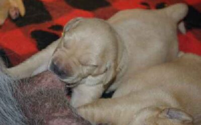 Cómo elegir al comprar un cachorro de Labrador Retriever