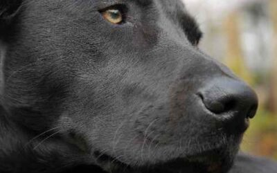 Cómo elegir entre los criadores de Labrador