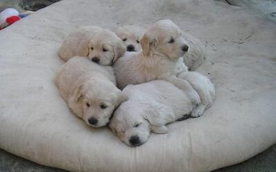 Cómo elegir un buen criador de Labrador Retriever