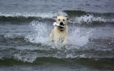 El Labrador y la natación ó Labradores nadadores