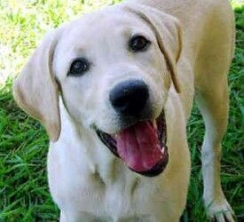 La jerarquía en la educación de un Labrador Retriever