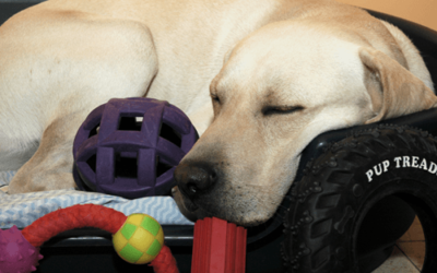 Enfermedades frecuentes en el Labrador Retriever
