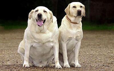 Labradores y obesidad: un problema que requiere atención