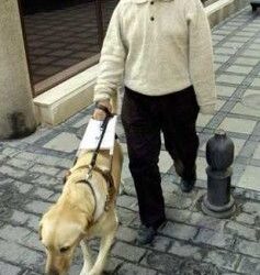 Los Labrador Retriever como perros de asistencia